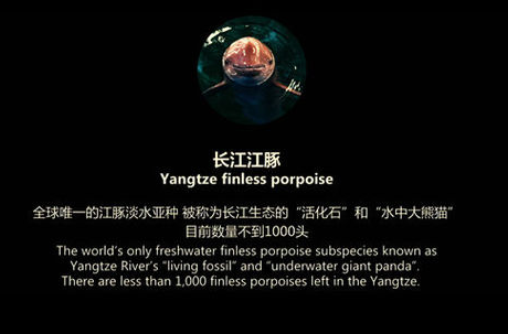 上海國際科普微電影大賽揭曉  《長江，長江》獲評委會大獎