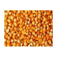 旺川求購玉米棉粕碎米青餅