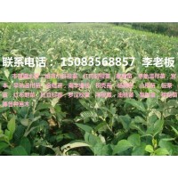 贛南優質紐荷爾臍橙苗，早熟臍橙苗，紅肉臍橙苗等各種果樹苗！