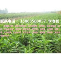 贛州優質紐荷爾臍橙苗,早熟臍橙苗,早熟溫柑苗等各種果樹苗！