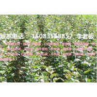 寧都優質紐荷爾臍橙苗,早熟臍橙苗,梨樹苗等各種果樹苗！