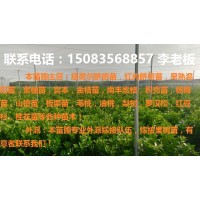 贛南紅肉臍橙苗,卡拉卡拉臍橙苗,塔羅科臍橙苗等各種果樹苗！