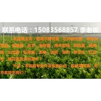 贛州優質紐荷爾臍橙苗,早熟臍橙苗,早熟溫柑苗等各種果樹苗！