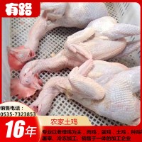 有路食品直銷的蛋雞白條，種雞白條，適用于月子雞，鹽焗雞