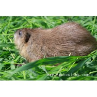 關于麝香鼠養(yǎng)殖的一些基本常識和相關信息