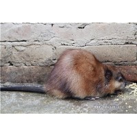 麝香鼠行業(yè)在養(yǎng)殖類別里的地位優(yōu)勢