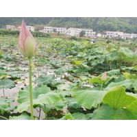 長沙周末農家樂游玩攻略，周末怎么玩，既要好玩還要有特色