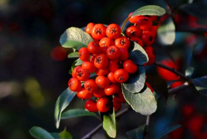 火棘在庭院中怎樣栽培?火棘的庭院栽種技術(shù)要點(diǎn)及播種繁殖方法