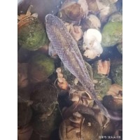 小長假來長沙龍頭尖山莊旅游，帶你回歸大自然，釋放心靈