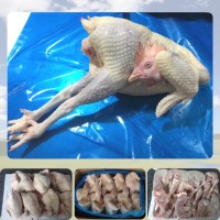 有路凍貨蛋雞老母雞山東煙臺生產廠家直銷量大價優