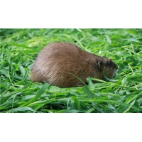 麝香鼠養(yǎng)殖 麝香鼠麝香市場價格 麝香鼠價格