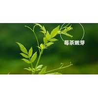 口感更好的來鳳藤茶-柳丫頭