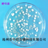 酵母菌50億 糖化飼料 含生物蛋白維生素B纖維素氨基酸等