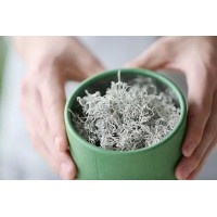 品味來自武陵深山的來鳳藤茶，暢快度過炎夏