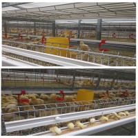 養(yǎng)雞場(chǎng)養(yǎng)雞用肉雞籠立式雞籠層疊雞籠雞籠廠家山東金石農(nóng)牧機(jī)械