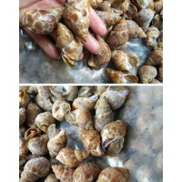 印度長(zhǎng)尾花螺進(jìn)口青島的報(bào)關(guān)行